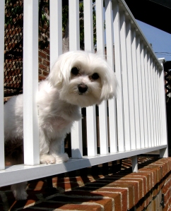 Some dogs can easily fit out between balcony or fence rails.  It's very important to fix this situation before there is a terrible accident!